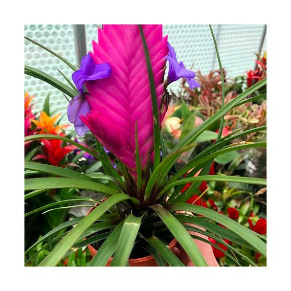 Pink Quill Bromeliad (Tillandsia cyanea) - Medium - Charterhouse Aquatics