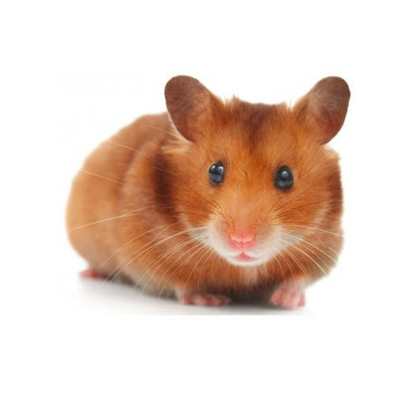 PLT Frozen Dwarf Hamsters 20g+ 10 Pack - Charterhouse Aquatics