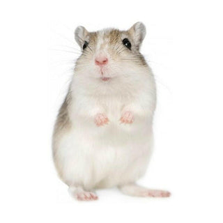 PLT Frozen Gerbils 50g+ 10 Pack - Charterhouse Aquatics