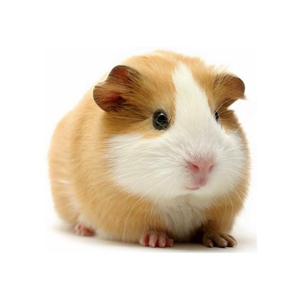 PLT Frozen Guinea Pig 600g+ - Charterhouse Aquatics