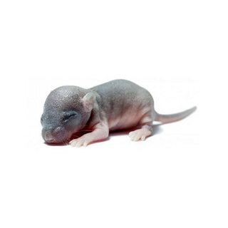 PLT Frozen Mice Fuzzies 4g+ 25-Pack - Charterhouse Aquatics