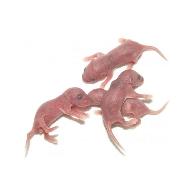 PLT Frozen Mice Pinkies 1g+ 100-Pack - Charterhouse Aquatics