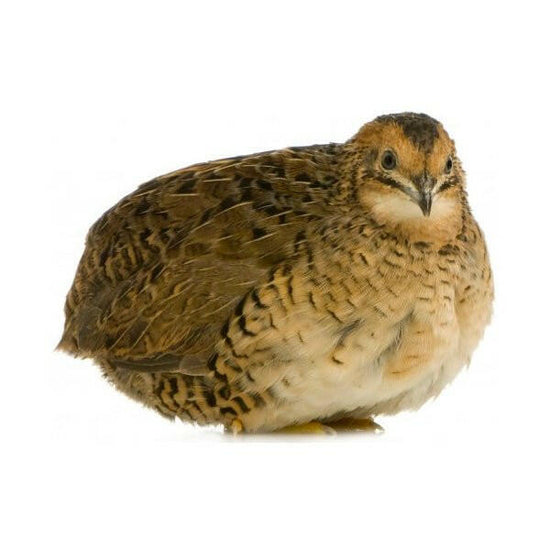 Illustration of Frozen Thawed Quail Chick Health Issues
