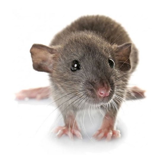 PLT Frozen Rats Hoppers Small 20g+ 10-Pack - Charterhouse Aquatics