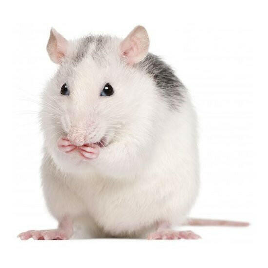 PLT Frozen Rats Large 250g+ 5-Pack – Charterhouse Aquatics