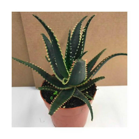 Prickly Aloe (Aloe aculeata) - Medium - Charterhouse Aquatics