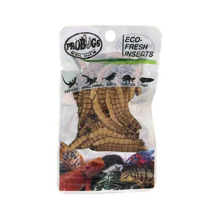 ProBugs Eco Fresh Superworms 20g - 10 Packs - Charterhouse Aquatics