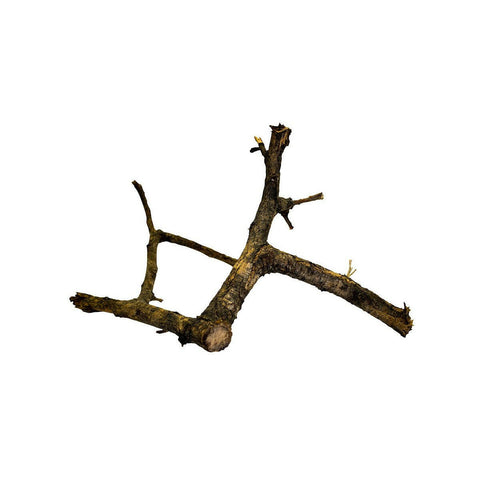 ProRep Black Acacia Branch X-Large - Charterhouse Aquatics