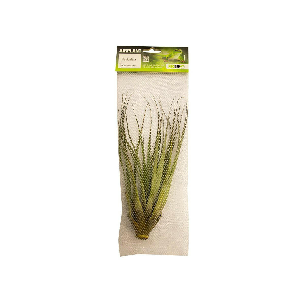 ProRep Giant Airplant - Tillandsia fasciculata - Charterhouse Aquatics