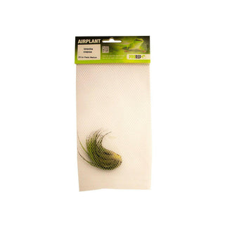 ProRep Scaposa Airplant - Tillandsia kolbii - Charterhouse Aquatics