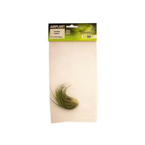 ProRep Scaposa Airplant - Tillandsia kolbii - Charterhouse Aquatics