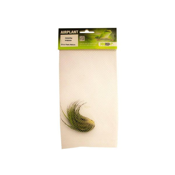 ProRep Scaposa Airplant - Tillandsia kolbii - Charterhouse Aquatics