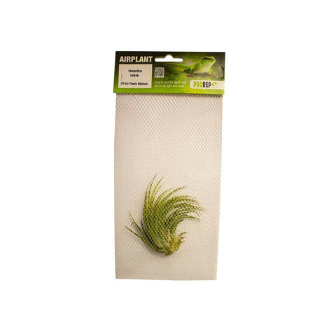 ProRep Sky Plant - Tillandsia ionantha 'Rubra' - Charterhouse Aquatics