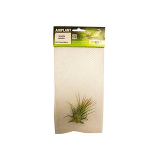 ProRep Sky Plant - Tillandsia ionantha var. ionantha - Charterhouse Aquatics