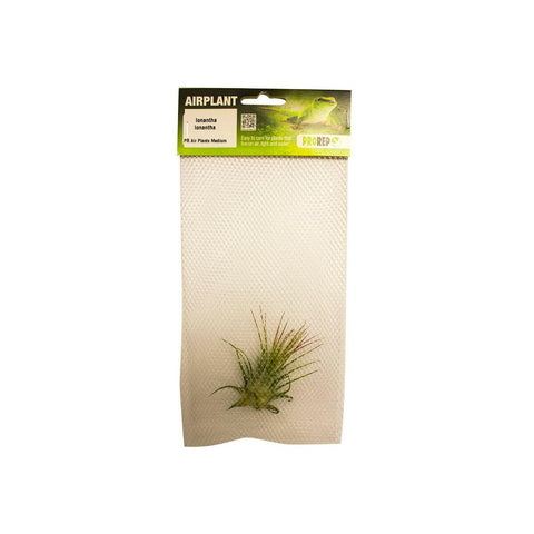 ProRep Sky Plant - Tillandsia ionantha var. ionantha - Charterhouse Aquatics