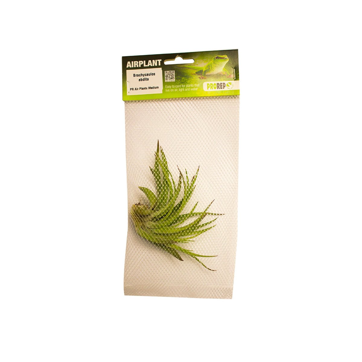 ProRep Tillandsia brachycaulos var. abdita - Charterhouse Aquatics