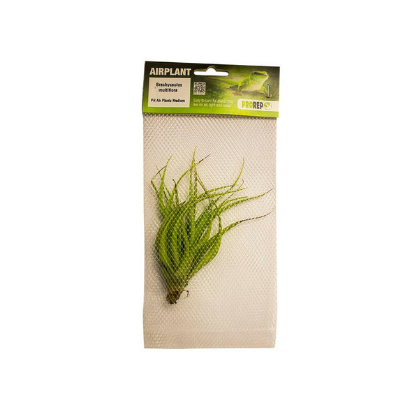 ProRep Tillandsia brachycaulos var. multiflora - Charterhouse Aquatics