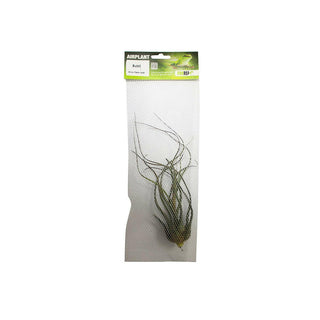 ProRep Tillandsia butzii - Charterhouse Aquatics
