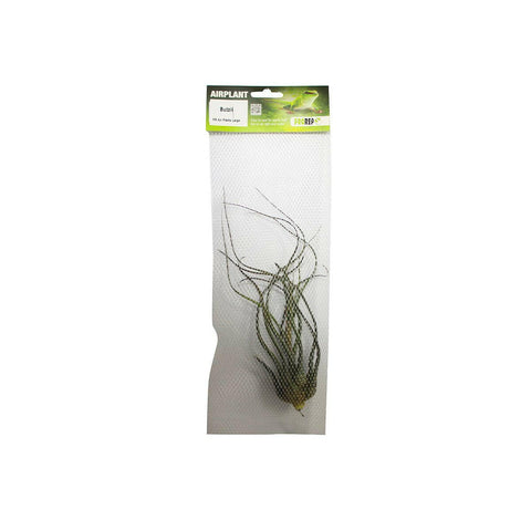 ProRep Tillandsia butzii - Charterhouse Aquatics