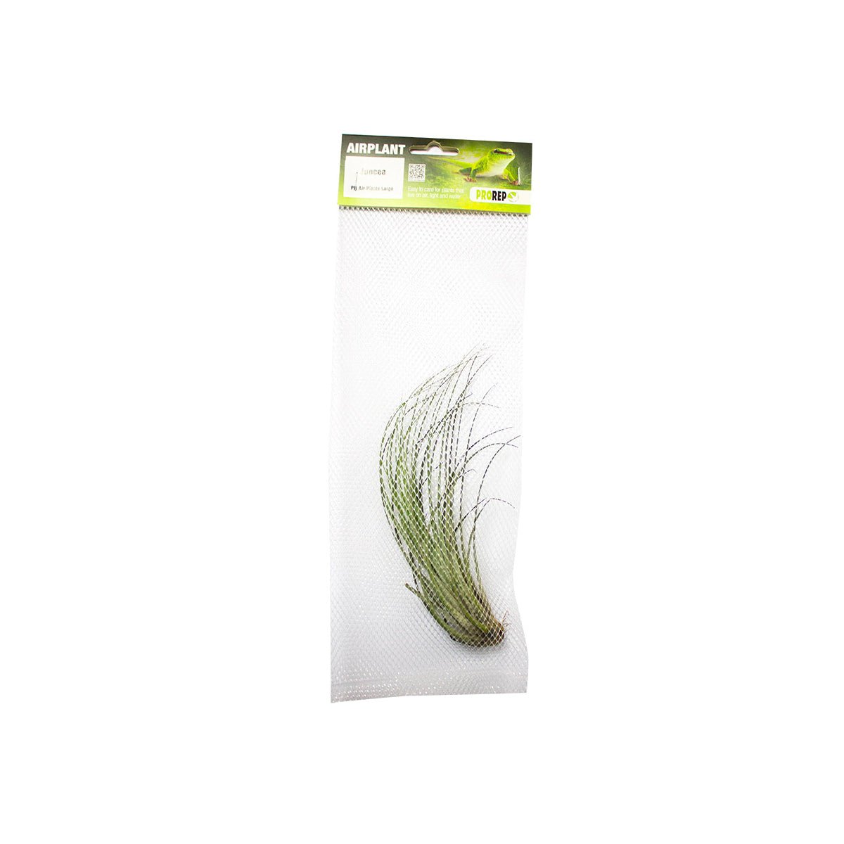 ProRep Tillandsia juncea - Charterhouse Aquatics