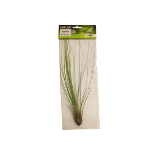 ProRep Tillandsia juncifolia - Charterhouse Aquatics