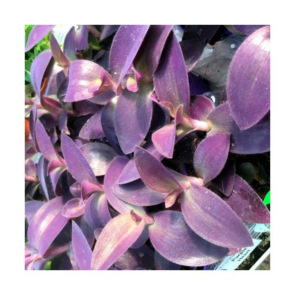 Purple Heart Tradescantia (Tradiscantia pallida) - 7cm Pot - Charterhouse Aquatics
