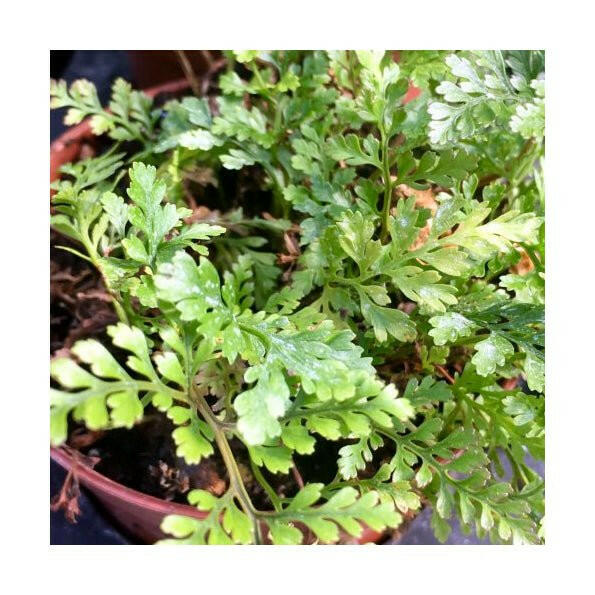 Rabbit Foot Fern (Davallia sp) - 8cm Pot - Charterhouse Aquatics