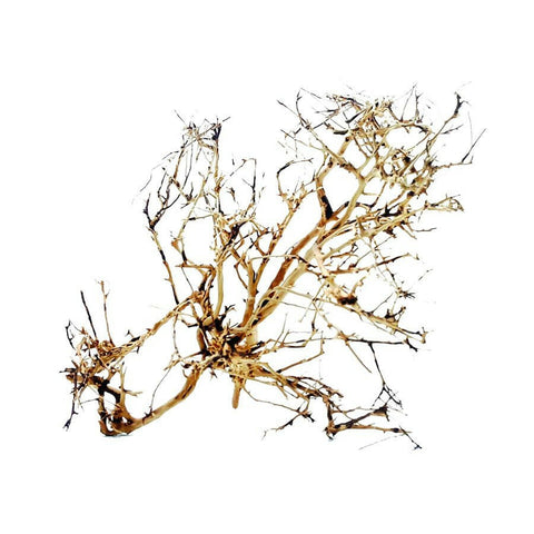 Ramous Wood 20-30cm - Charterhouse Aquatics