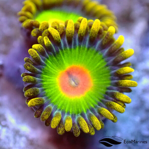 Rasta Zoa Frag 2 Polyp - Charterhouse Aquatics