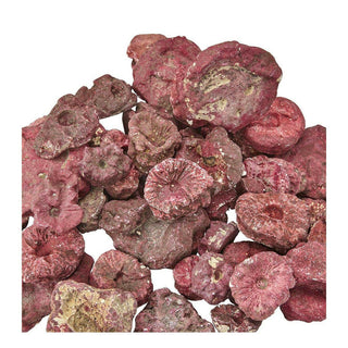 Real Reef Frag Rocks - 10 Pack - Charterhouse Aquatics