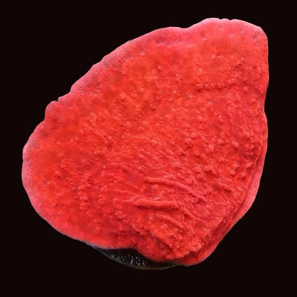 Red Montipora Cap Frag UK Grown - Charterhouse Aquatics