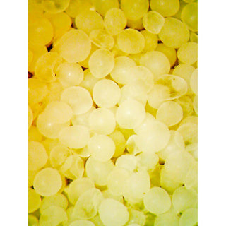 Reef Nutrition Real Oceanic Eggs 16oz - Charterhouse Aquatics