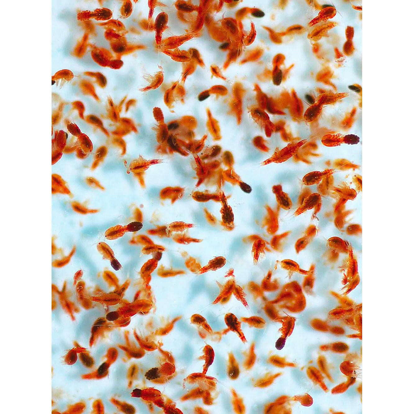 Reef Nutrition Tigger-Feast 6oz - Charterhouse Aquatics