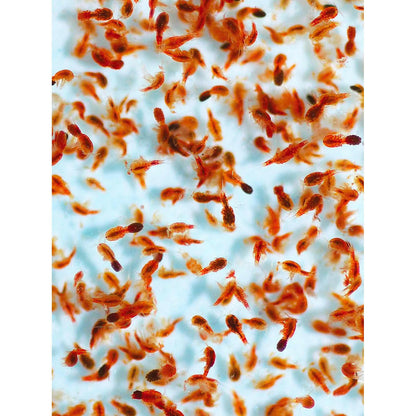 Reef Nutrition Tigger-Feast 6oz - Charterhouse Aquatics