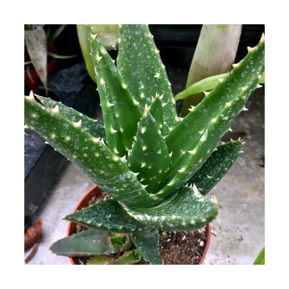 Rubble Aloe - Aloe perfoliata - 8.5cm Pot - Charterhouse Aquatics