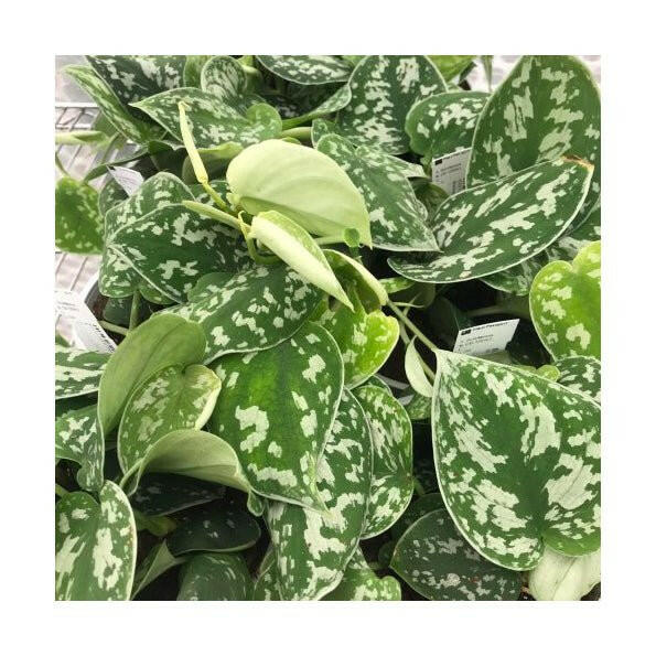 Satin Pothos (Scindapsus pictus) - Large - Charterhouse Aquatics