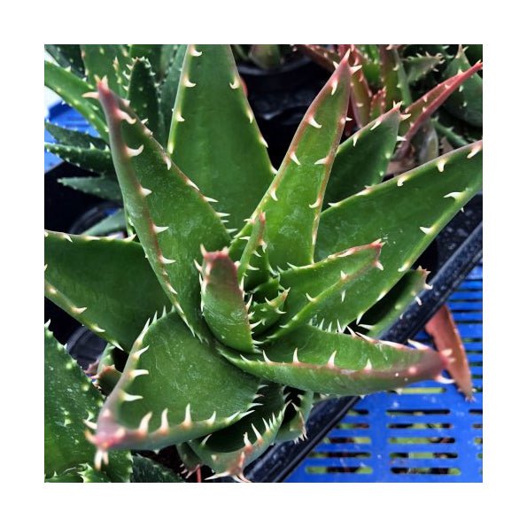 Short-Leaf Aloe (Aloe brevifolia) - Charterhouse Aquatics