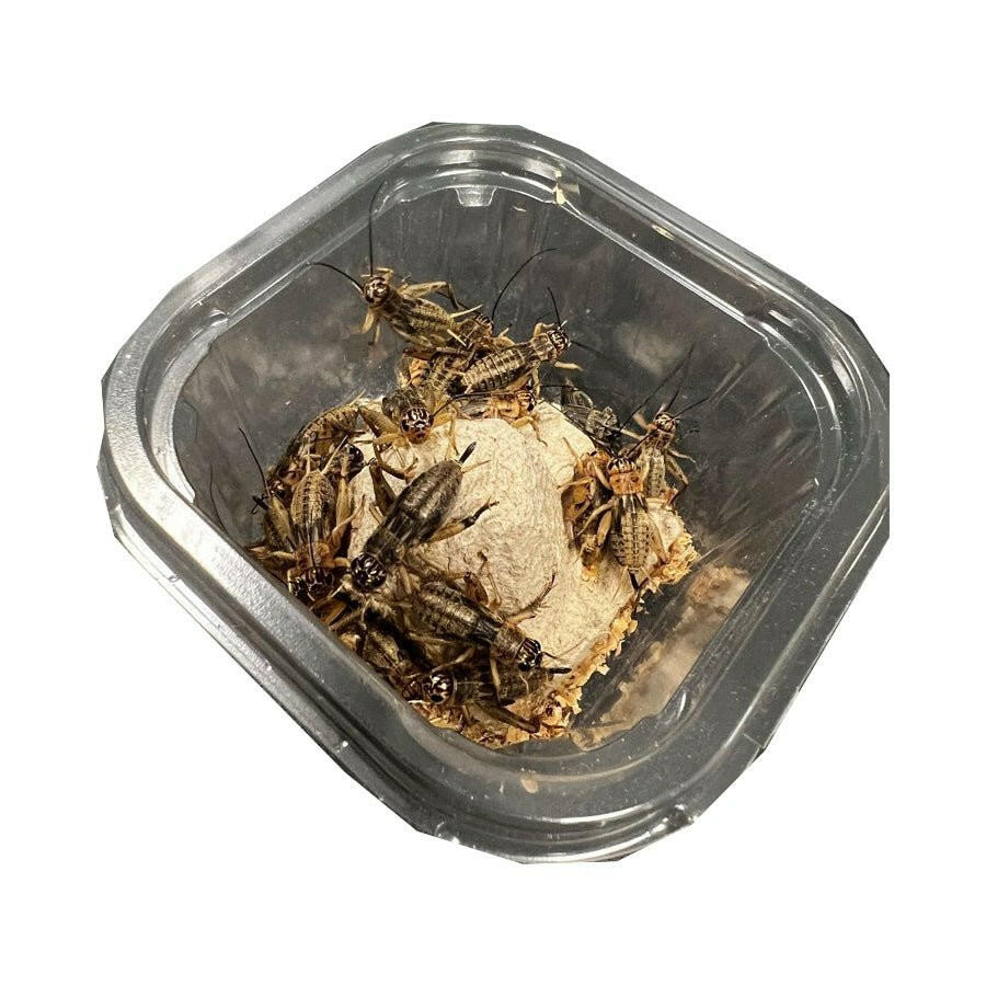 Silent Crickets MINI-TUB - Charterhouse Aquatics