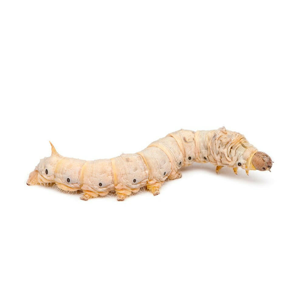 Silkworms - 8 Pack - Charterhouse Aquatics