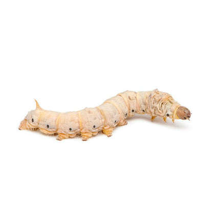 Silkworms - 8 Pack - Charterhouse Aquatics