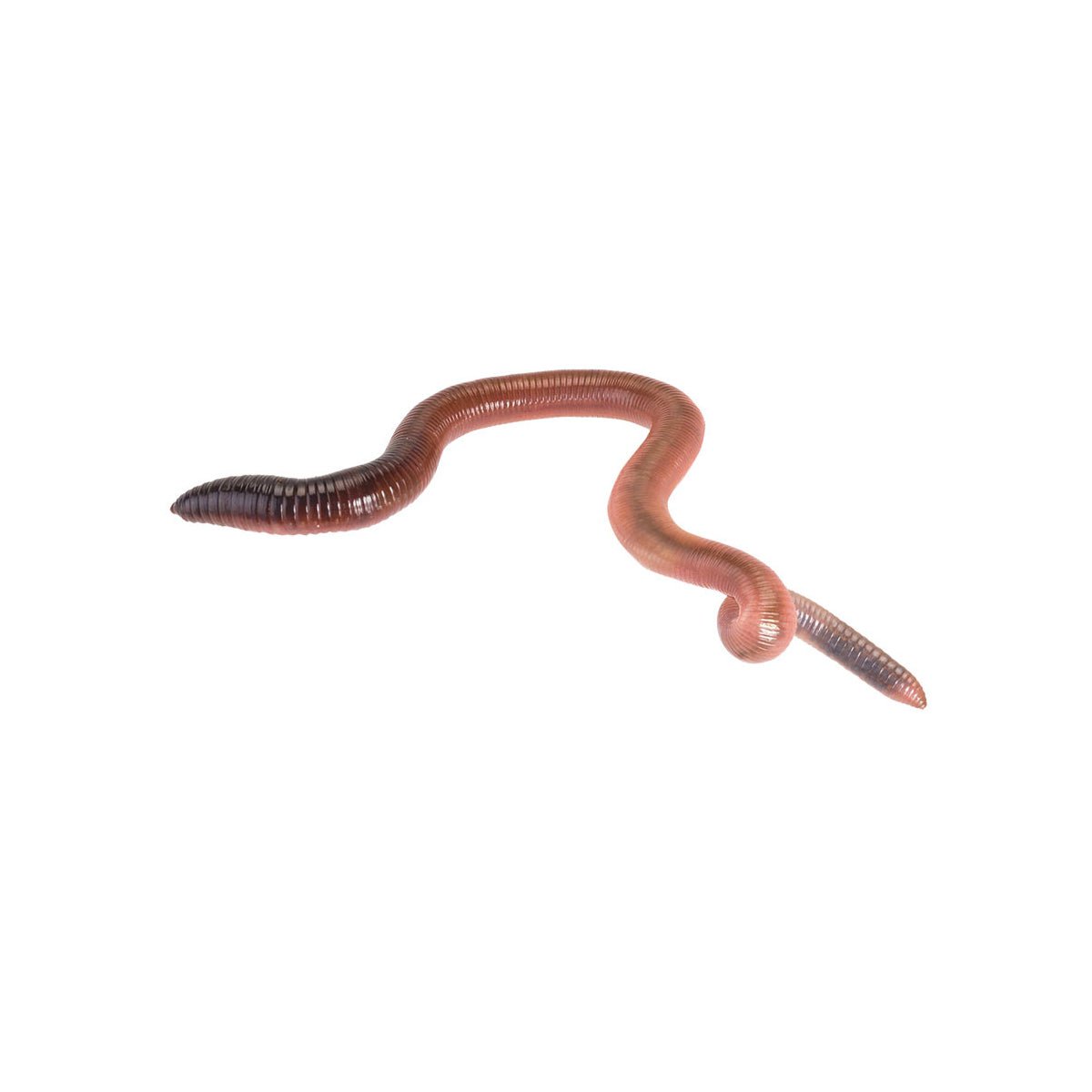 Small Worms 50-100mm - 35 Pack - Charterhouse Aquatics