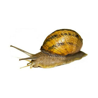 Snails Medium - 8 Pack - Charterhouse Aquatics
