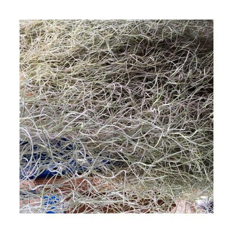 Spanish Moss (Tillandsia usneoides) - Charterhouse Aquatics
