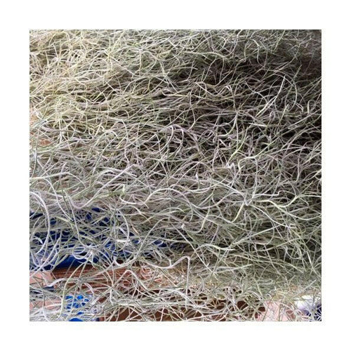 Spanish Moss (Tillandsia usneoides) - Charterhouse Aquatics