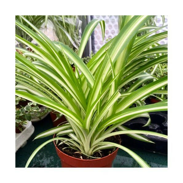 Spider Plant (Chlorophytum comosum) - Large - Charterhouse Aquatics