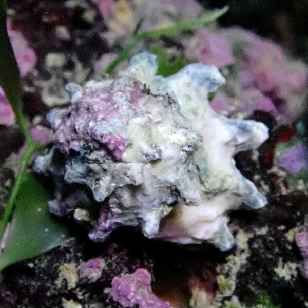 Spiny Astrea Snail - Charterhouse Aquatics