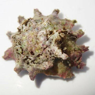 Spiny Astrea Snail - Charterhouse Aquatics