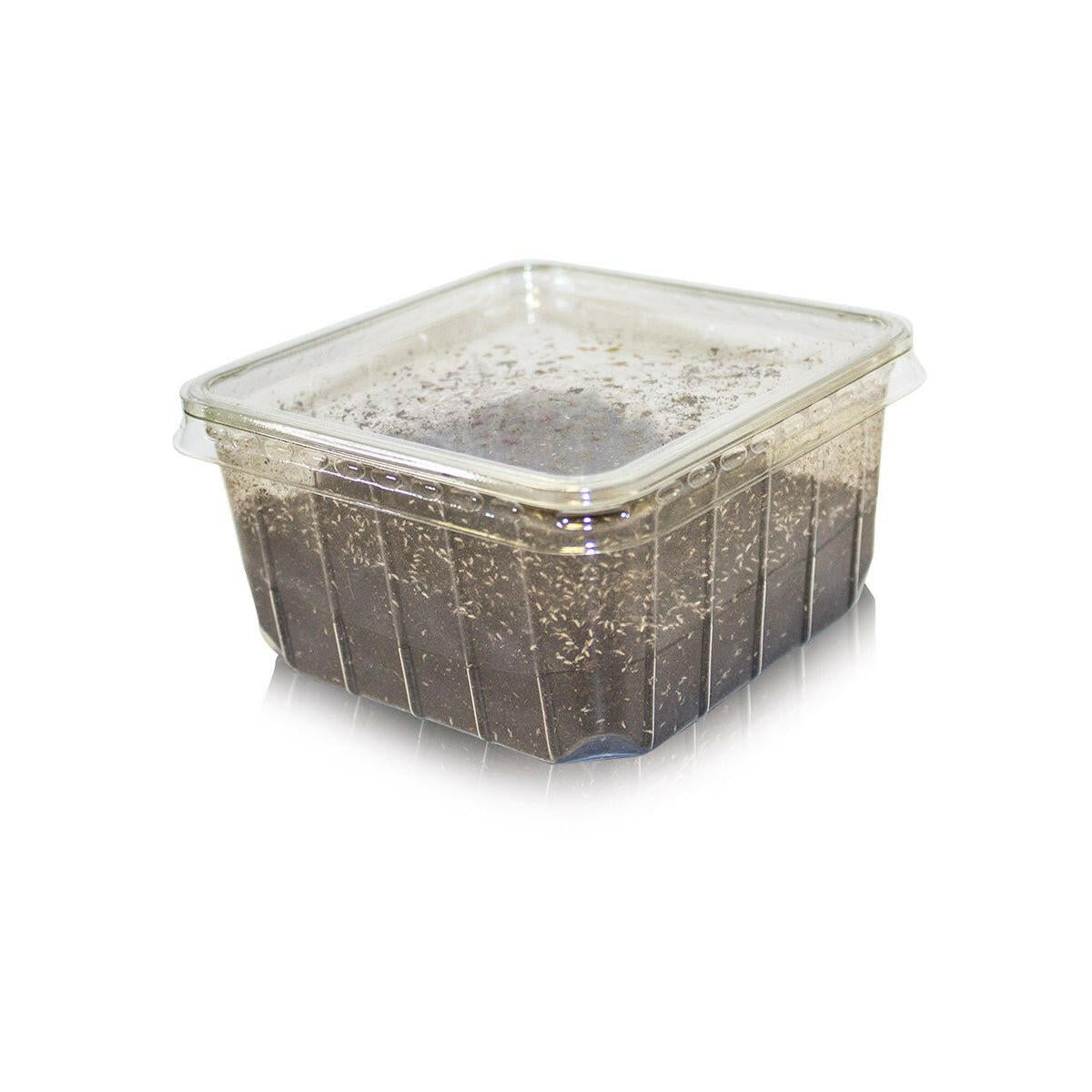 Springtails - Bulk Pack 1L - Charterhouse Aquatics