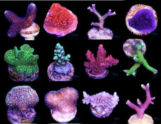 SPS Frag Pack (12 Frags).