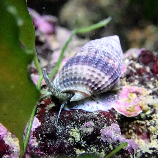 Striped Nassarius Snail (x5) - Charterhouse Aquatics